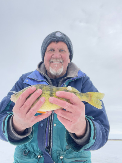 Yellow Perch
