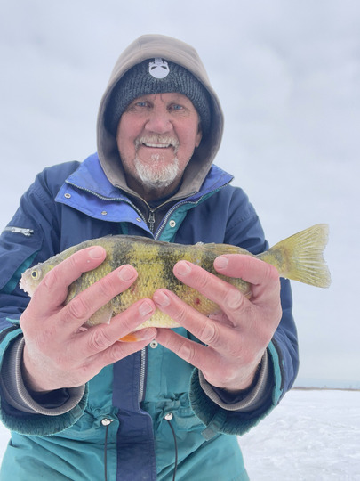 Yellow Perch