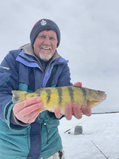 Yellow Perch