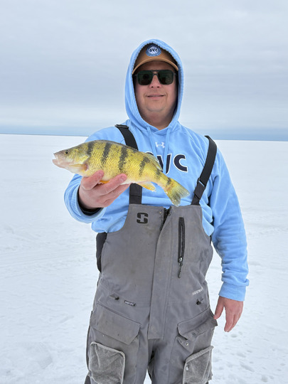 Yellow Perch