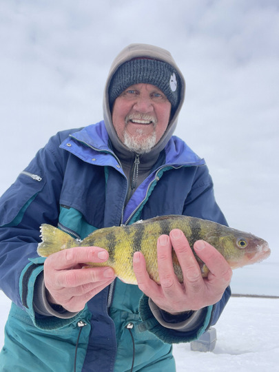 Yellow Perch