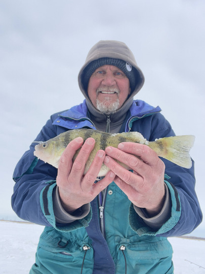 Yellow Perch