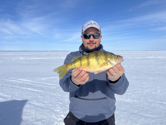 Yellow Perch