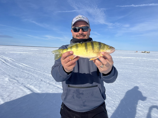 Yellow Perch
