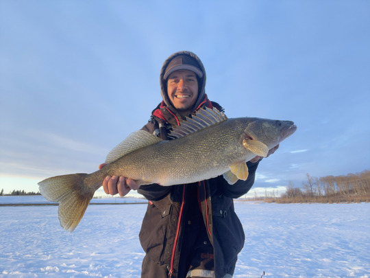 Walleye