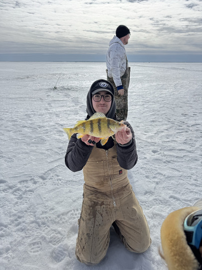 Yellow Perch
