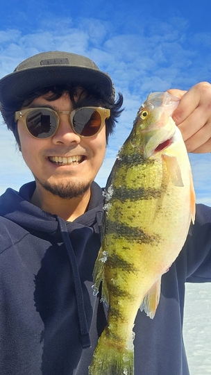 Yellow Perch