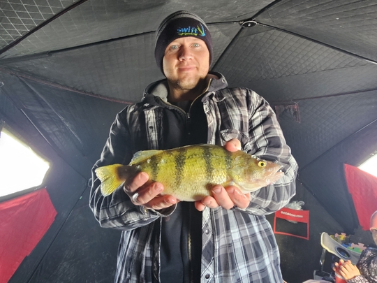 Yellow Perch