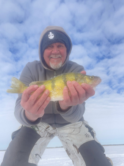 Yellow Perch