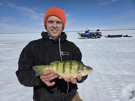 Yellow Perch