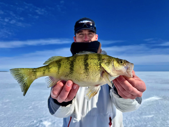 Yellow Perch