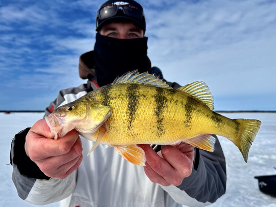 Yellow Perch