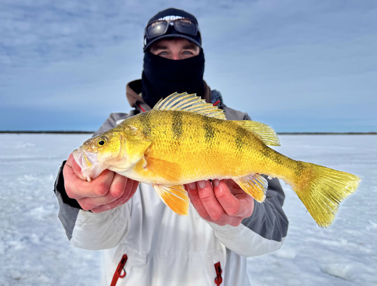 Yellow Perch