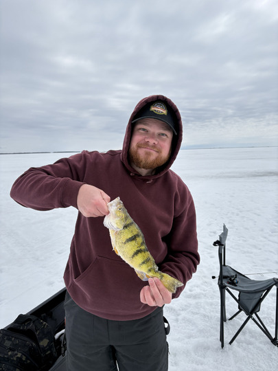 Yellow Perch