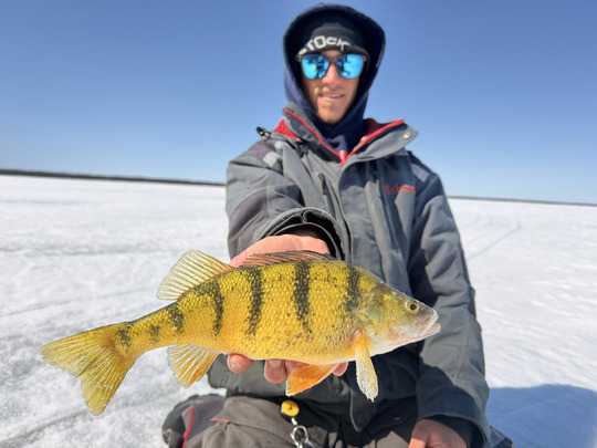 Yellow Perch