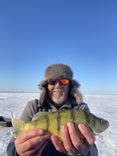 Yellow Perch