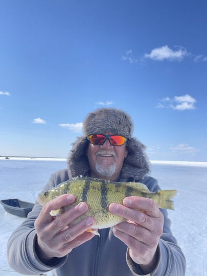 Yellow Perch