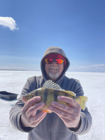 Yellow Perch