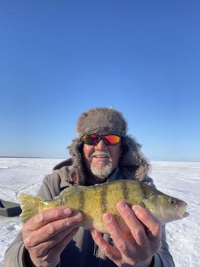 Yellow Perch