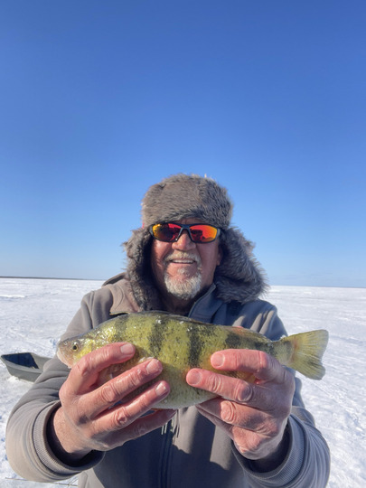 Yellow Perch