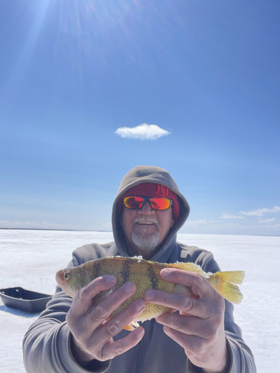 Yellow Perch