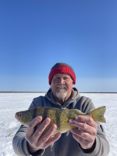 Yellow Perch