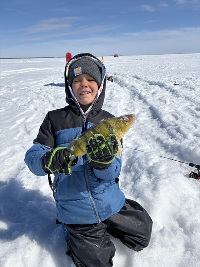 Yellow Perch