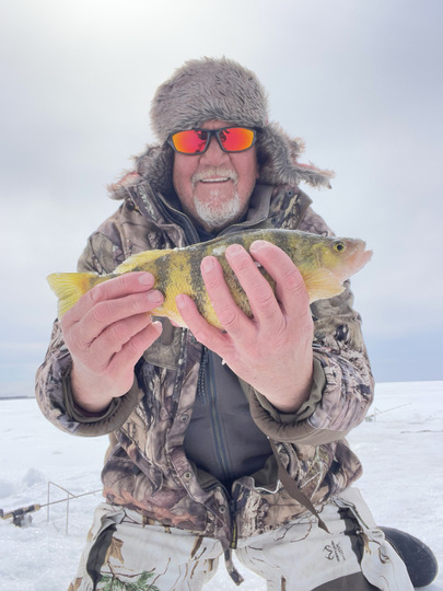 Yellow Perch