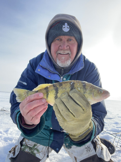 Yellow Perch