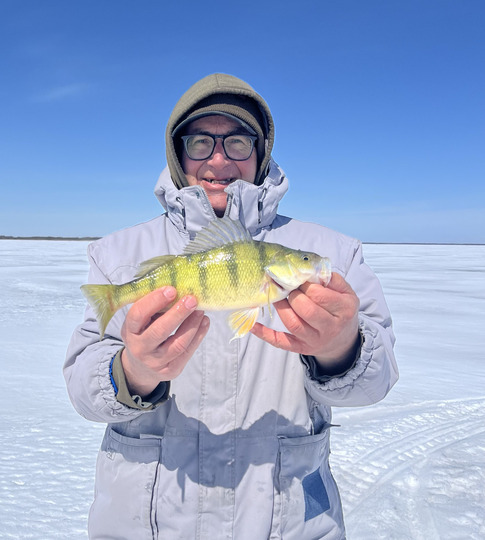 Yellow Perch