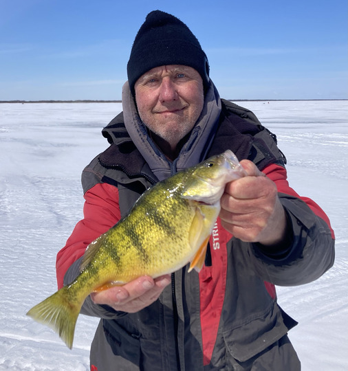 Yellow Perch
