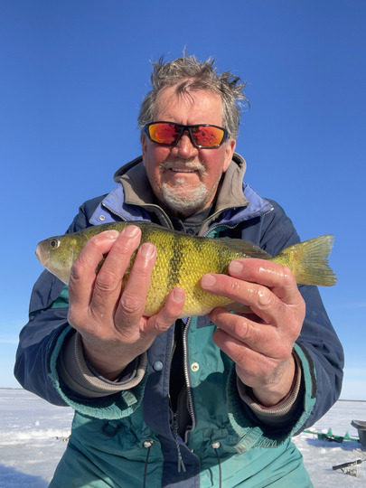 Yellow Perch