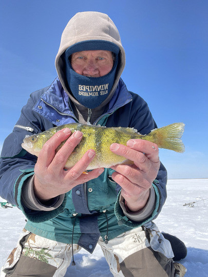 Yellow Perch