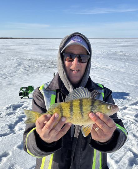 Yellow Perch