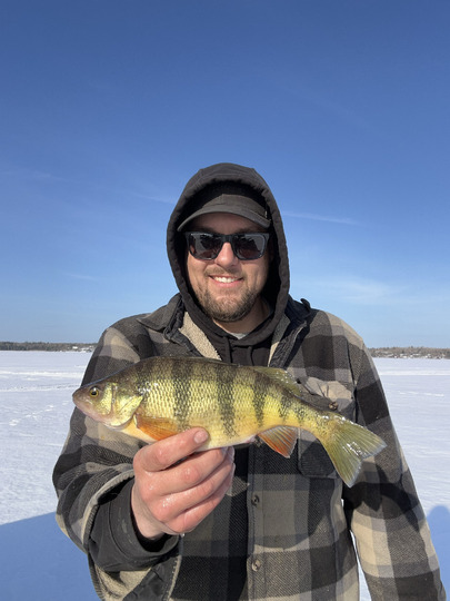 Yellow Perch