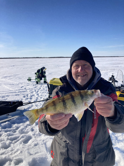 Yellow Perch