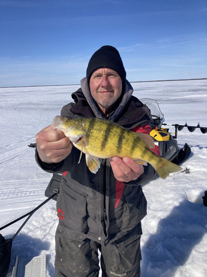 Yellow Perch