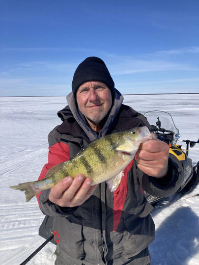 Yellow Perch