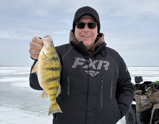 Yellow Perch