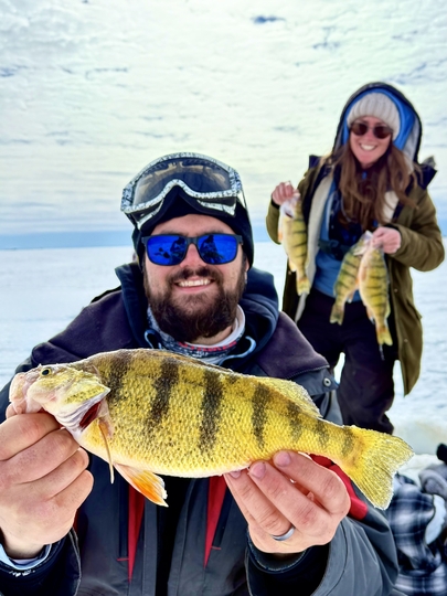 Yellow Perch