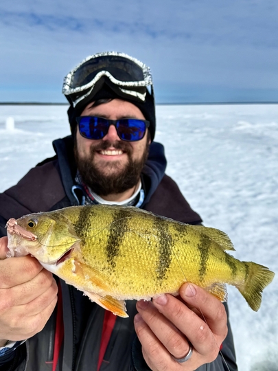 Yellow Perch