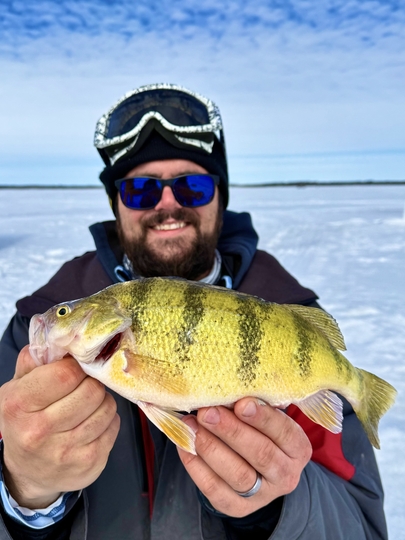 Yellow Perch