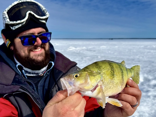 Yellow Perch