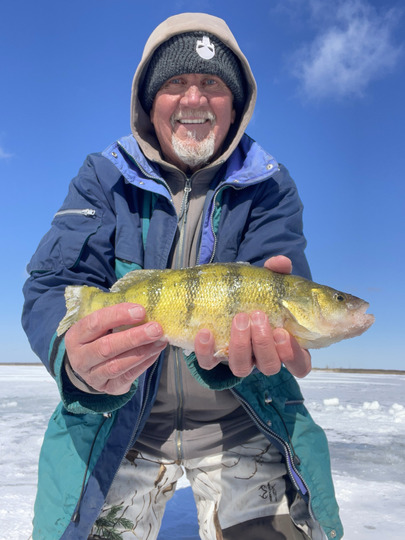 Yellow Perch