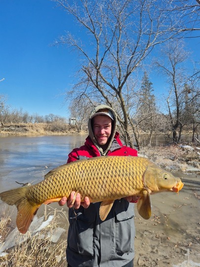 Common Carp