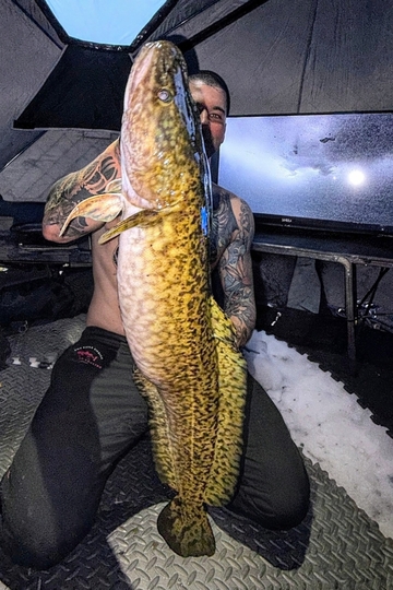 Burbot