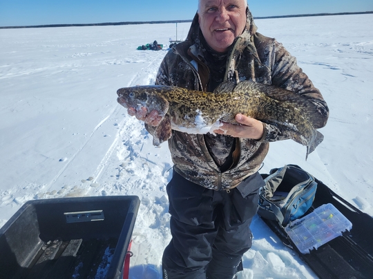 Burbot