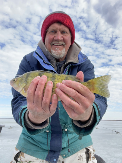 Yellow Perch