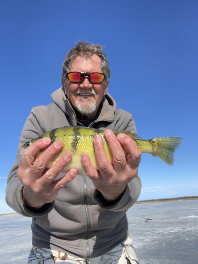 Yellow Perch