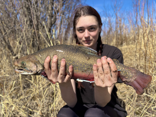 Brook Trout